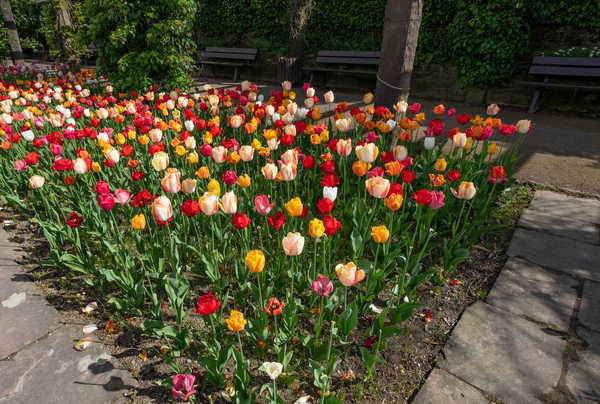 Jual Poster Germany Gardens Tulips Many Botanischen Garten WPS